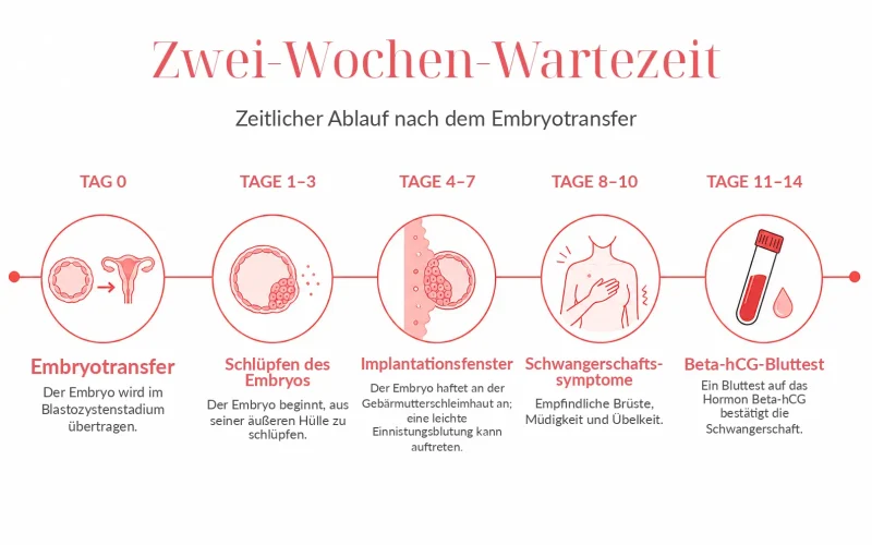 zeitlicher ablauf nach dem embryotransfer - beta-hcg